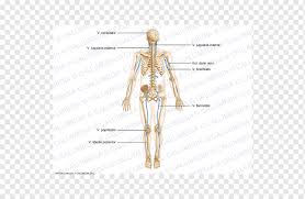 Bones can be divided into 3 generic groups: Homo Sapiens Artery Shoulder Anatomy Human Body Arm People Human Arm Png Pngwing