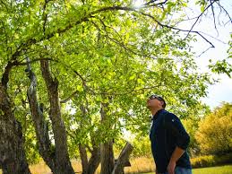 MSU Extension horticulture specialist Day honored