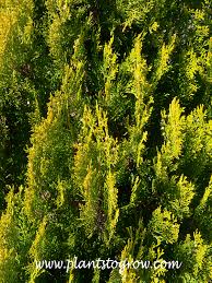 Image result for Platycladus