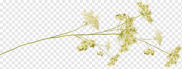 Our florists select the freshest flowers available, so shade of rose may vary due to local availability. White Petaled Flowers Art Flower Desktop Plant Stem Small Flowers Template Chemical Element White Png Pngwing