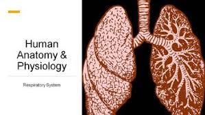 Human Anatomy Physiology Respiratory System Powerpoint Presentation