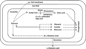 Production And Purification Of Glutamic Acid A Critical