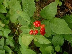 Image result for Rubus kirungensis