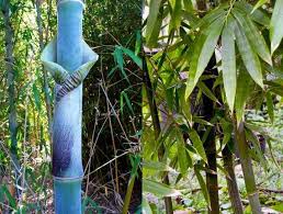Bambusa Tulda Indian Timber Bengal Bamboo Rare 25 Seeds This Is A Very Large Growing Bamboo And It Is A C Black Bamboo Plant Bamboo Plants Tall Indoor Plants