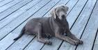 Silver Labrador Retriever Puppies For Sale | Greenfield ...