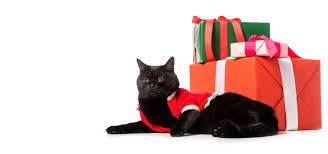 Kedi Kopek Mamalari Ve Evcil Hayvan Urunleri Icin Ankara Pet Shop