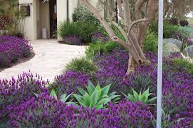 Pin By Nicki Moffat On Plant Combos And Design Drought Tolerant Landscape Drought Tolerant Garden Drought Resistant Landscaping