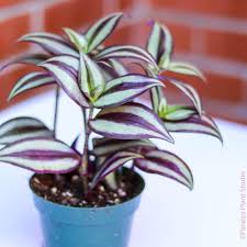Image result for Tradescantia zebrina