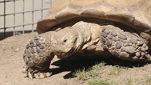 A Guide To Caring For Sulcata Tortoises As Pets