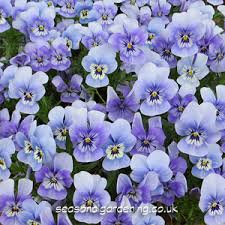 Plant identification blue and purple flowers the following photos will allow you to identify blue and purple flowering plants. Violas And Pansies Planting And Growing Guide