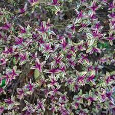 Image result for shrubby veronica hebe
