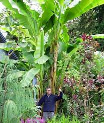 A cold hardy banana tree can withstand below freezing temperatures and is great for people who live in areas with cooler climates. Exotic Banana Plants Survive Winter If They Get Shelter From The Elements The Seattle Times