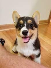The are offered akc limited registration. Puppyfinder Com Pembroke Welsh Corgi Puppies Puppies For Sale And Pembroke Welsh Corgi Dogs For Adoption Near Me In Rochester Minnesota Usa Page 1 Displays 10