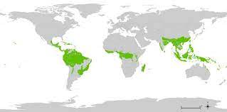 The tropical rainforest is a hot, moist biome where it rains all year long. World Distribution Of Tropical Rainforests Landlocked Country Tropical Rainforest Rainforest Map