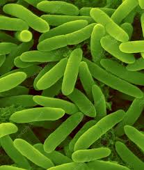 Image result for Pseudomonas syringae