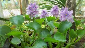 Eceng gondok mudah ditemukan melalui saluran air, rawa dan sungai. Cara Menanam Eceng Gondok Dalam Kolam Dan Pot Sangat Mudah Bagi Pemula Faunadanflora Com