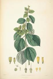 Image result for Triumfetta dekindtiana