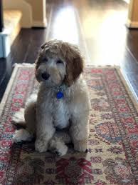 The 5 best labradoodle breeders in texas. Texas Australian Labradoodles Puppies For Sale San Antonio Texas