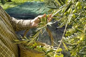 The Gold Of Apulia Olive Harvest Olive Lovers Apulia
