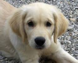 Search for dogs for adoption at shelters near albuquerque, nm. Adoption Animal Care Services