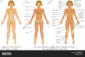 Anatomy of the human lower body organs / list of human organs kenhub : Female Body Front Vector Photo Free Trial Bigstock