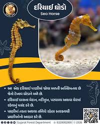 Image result for Anticharis