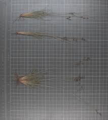 Image result for Bulbostylis oritrephes