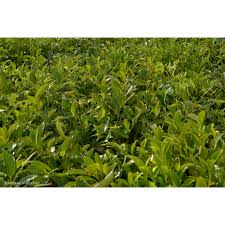 Image result for Ficus obliqua