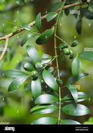 Image result for Nageia nagi