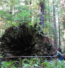 But they make up for it in width, sometimes extending up to 100 feet from the trunk. Redwood Root Growth Roots And Trunks Of Redwoods