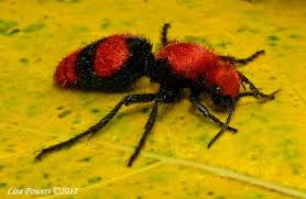 All Black Bug That Looks Like A Wasp Red Velvet Ant Tn Usa This Creature Is Actually A Wasp Not An Ant Ant Species Ants Insect Collection