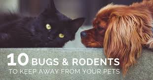 Don't let them eat lady bugs though, someone told me they are poisonous to eat. 10 Bugs Rodents That Are Dangerous To Pets Ecocare
