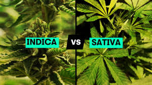Sativa vs Indica
