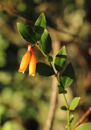 Image result for Halleria elliptica