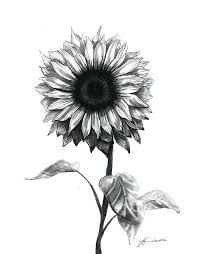 Drawing sunflower pencil illustrations & vectors. Pencil Sunflower Drawing Novocom Top