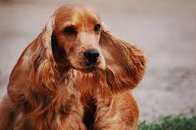 Salve a tutti da qualche tempo io e la mia famiglia abbiamo perso il nostro amato cocker spaniel, e stiamo considerando l'acquisto di un nuovo cane. Cocker Spaniel Inglese Un Perfetto Cane Da Appartamento Amicovet