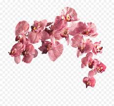 Flower Aesthetic Transparent Png Transparent Flowers Png Aesthetic Free Transparent Png Images Pngaaa Com flower aesthetic transparent png