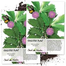 More buying choices $6.70 (2 new offers) Mimosa Pudica Guide How To Grow Care For Sensitive Plant
