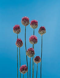 Drumstick Allium Sphaerocephalum Calyx Flowers Inc