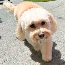 ADOPT ME AT MUTTVILLE! (San Francisco CA): Electric Daisy (Chihuahua