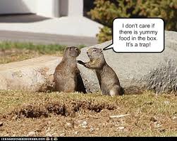 When it comes to trapping woodchucks the most important consideration is the location where you set your trap. Don T You Remember What Happened To Frank Animal Comedy Animal Comedy Funny Animals Animal Gifs