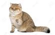 Golden Neko Cattery british shorthair cats from Estonia