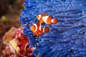 This video features beautiful coral reef fish and relaxing music that is ideal for sleep, study and meditation. Aquarium Fish In The World Archives Aquarium Fish Blog