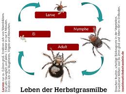 Versuche den bestand an mäusen zu reduzieren. Grasmilben Beim Menschen Herbstgrasmilben Bisse Behandeln