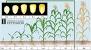 Plant Growing Corn