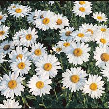 We did not find results for: Leucanthemum X Superbum Becky White Flower Farm