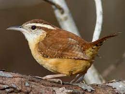 She left the window open one day, and the wren made a nest in a container she uses for hair scrunchies. Carolina Wren Identification All About Birds Cornell Lab Of Ornithology
