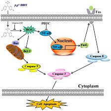 They work by donating an electron to the unstable atom to make it stable. Protective Efficacy Of Vitamins C And E On P P Ddt Induced Cytotoxicity Via The Ros Mediated Mitochondrial Pathway And Nf Kb Fasl Pathway