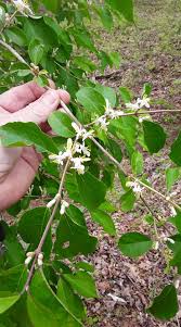 Image result for Tinnea aethiopica