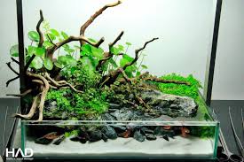 Jenis Jenis Tema Pada Aquascape Tanaman Indoor Tanaman Akuarium